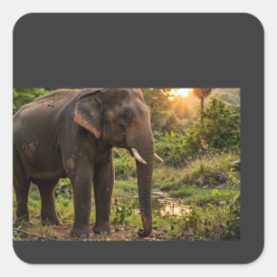 Pegatina Cuadrada Taza del elefante del Parque Nacional Yala - Fauna