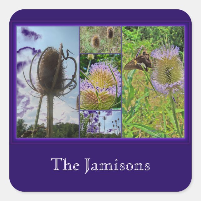 Pegatina Cuadrada Teasel Thistle - Dipsacus fullonum (Anverso)