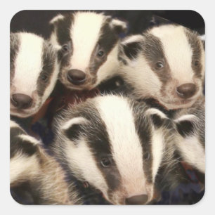 Pegatina Cuadrada Tejón lindo Cubs