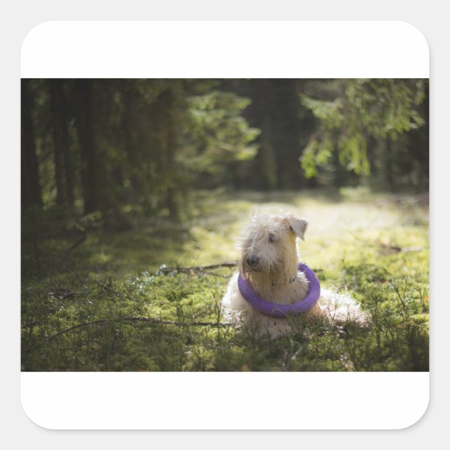 Pegatina Cuadrada tendido de escobas en bosques (Anverso)