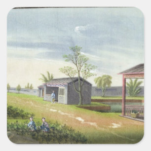 Pegatina Cuadrada Tendiendo plantas de té (w/c en el papel)