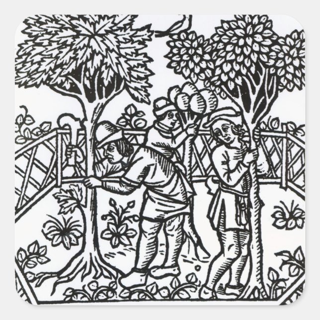 Pegatina Cuadrada Tending Vines (Anverso)