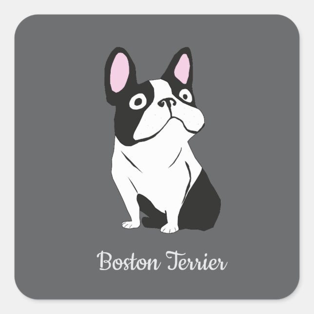 Pegatina Cuadrada Terrier de Boston (Anverso)