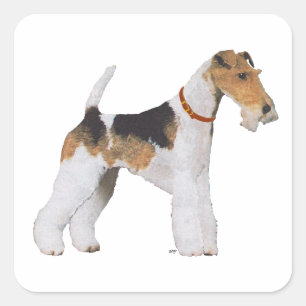 Pegatina Cuadrada Terrier de Fox de pelo duro