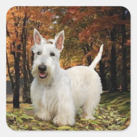Terrier Escocés Trigo Otoño