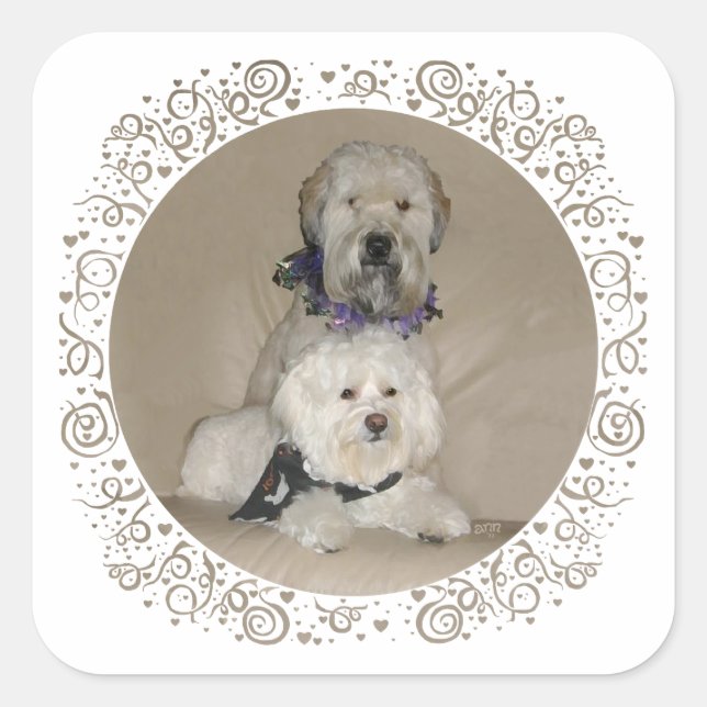 Pegatina Cuadrada Terrier Wheaten y Havanés (Anverso)