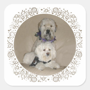 Pegatina Cuadrada Terrier Wheaten y Havanés