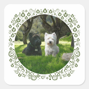 Pegatina Cuadrada Terriers escoceses y West Highland Greenwood