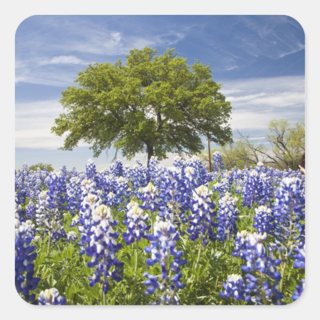 Pegatina Cuadrada Texas bluebonnets(lupinus texensis) y roble (Anverso)