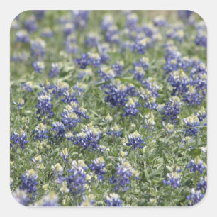 Pegatina Cuadrada Texas Bluebonnets Photograph Series #11