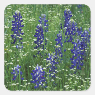 Pegatina Cuadrada Texas, Lago Buchanan. Texas Bluebonnet y silvestre