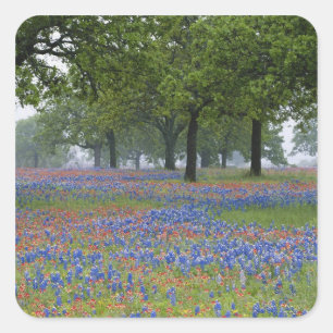 Pegatina Cuadrada Texas, Texas Hill Country, pincel de Texas y
