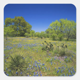 Pegatina Cuadrada Texas, Texas Hill Country, Vejiga baja,