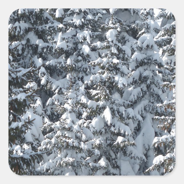 Pegatina Cuadrada Textura de árbol de flor de nieve (Anverso)