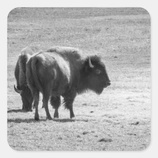 Pegatina Cuadrada The Mighty Buffalo 