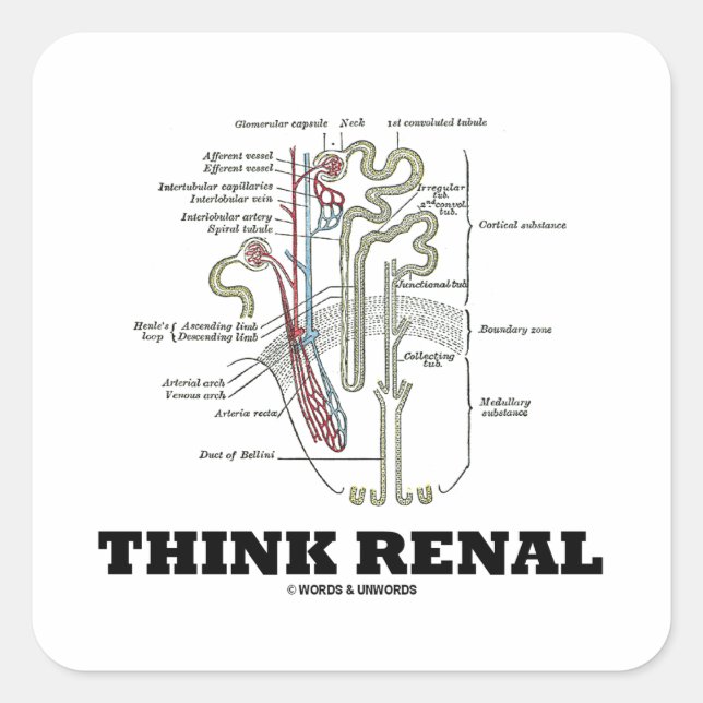Pegatina Cuadrada Think Renal (Ilustracion de Anatomía de Nephron) (Anverso)