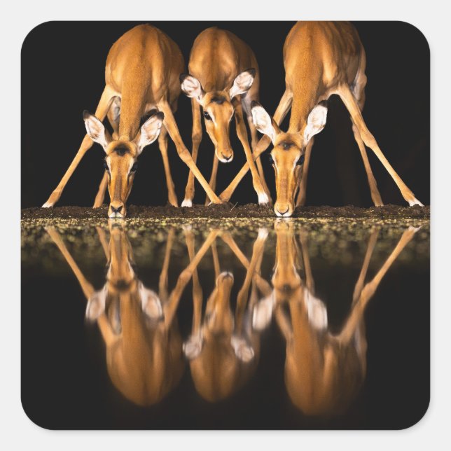 Pegatina Cuadrada Three Impala Drink Together at Night (Anverso)