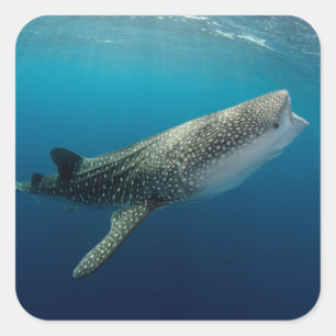 Pegatina Cuadrada Tiburón Ballena Nadando