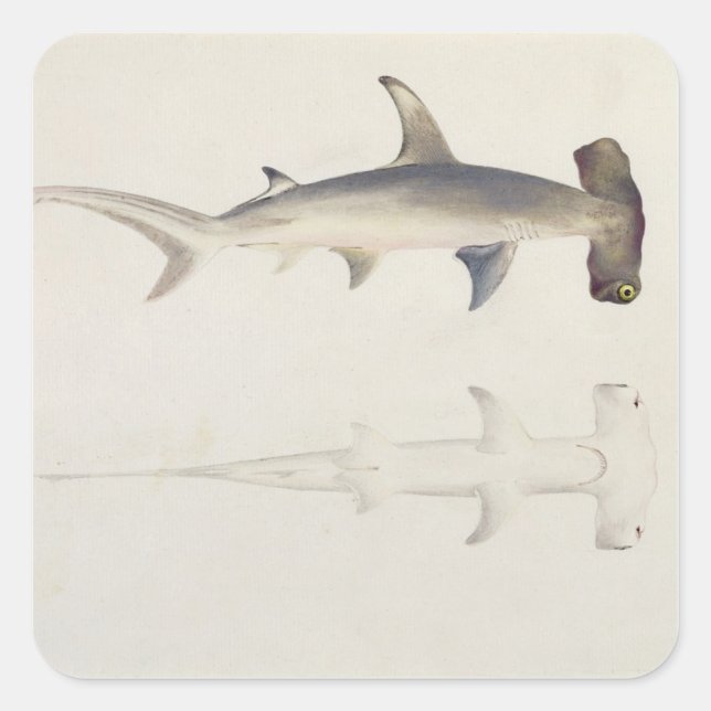 Pegatina Cuadrada Tiburón martillo, Loheia, anteriormente atribuido (Anverso)