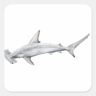 Pegatina Cuadrada Tiburón martillo - Tiburón cabeza martillo