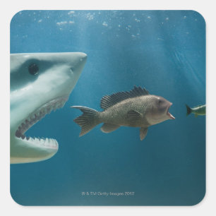 Pegatina Cuadrada Tiburón persiguiendo a la lubina persiguiendo a lo
