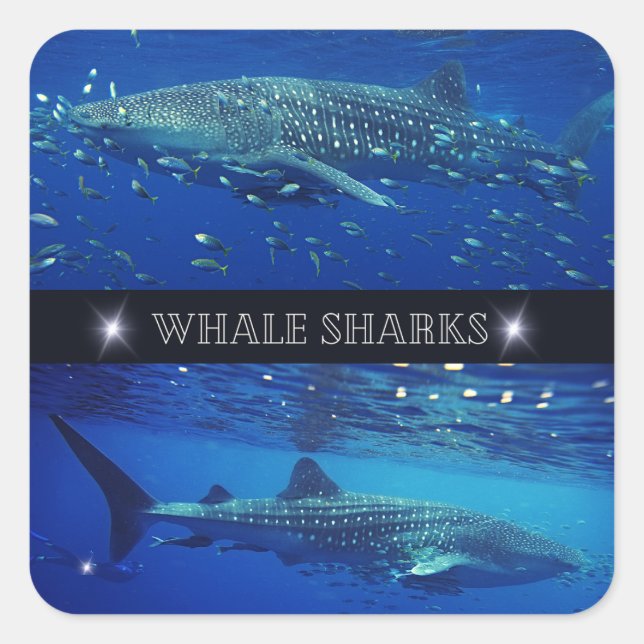 Pegatina Cuadrada Tiburones ballena (Anverso)