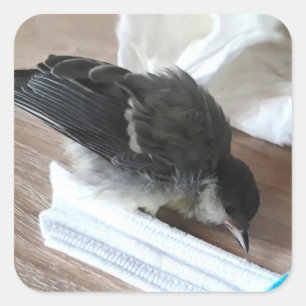 Pegatina Cuadrada Tidi my Bird the Parus Major