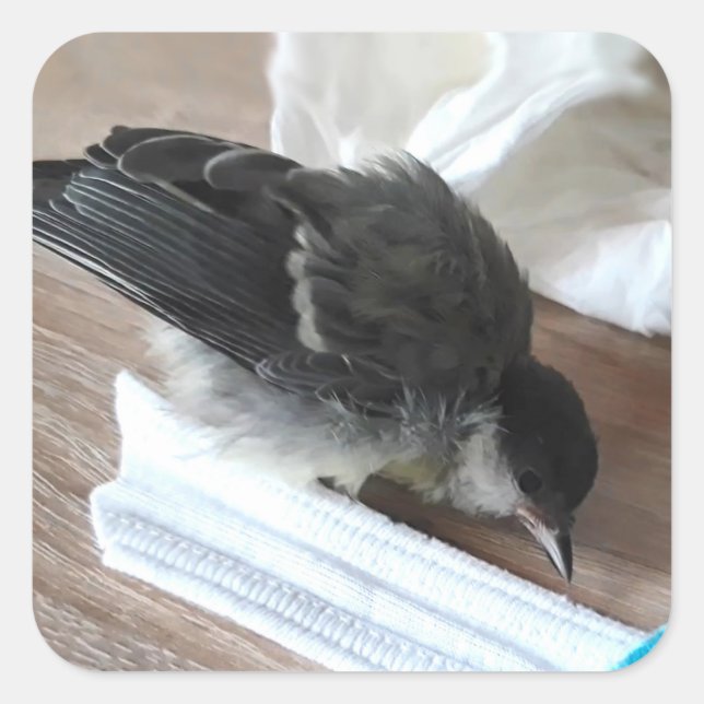 Pegatina Cuadrada Tidi my Bird the Parus Major (Anverso)