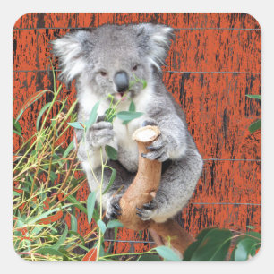 Pegatina Cuadrada Tiempo de refrigerio de Koala