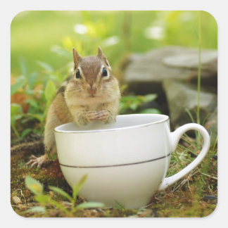 Pegatina Cuadrada Tiempos de té Chipmunk