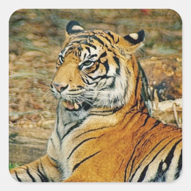 Pegatina Cuadrada Tigre (Anverso)