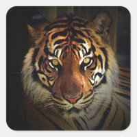 Tigre