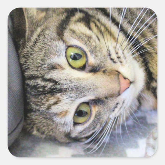 Pegatina Cuadrada Tigre (Anverso)