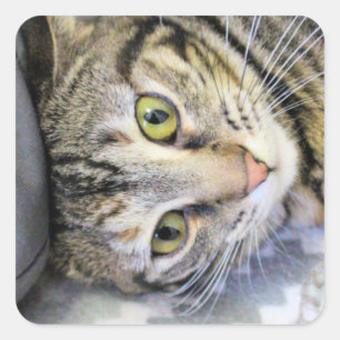 Pegatina Cuadrada Tigre