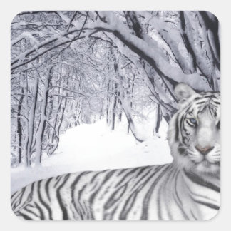 PEGATINA CUADRADA TIGRE BLANCO