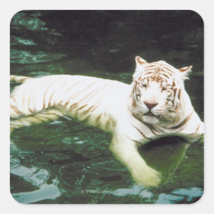 Pegatina Cuadrada Tigre blanco nadando pacíficamente