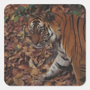 Pegatina Cuadrada Tigre caminando sobre hojas muertas