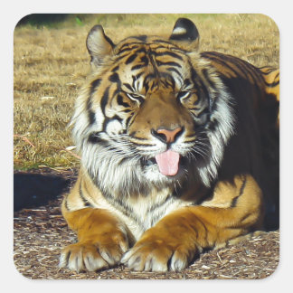 Pegatina Cuadrada Tigre con ‘multitud