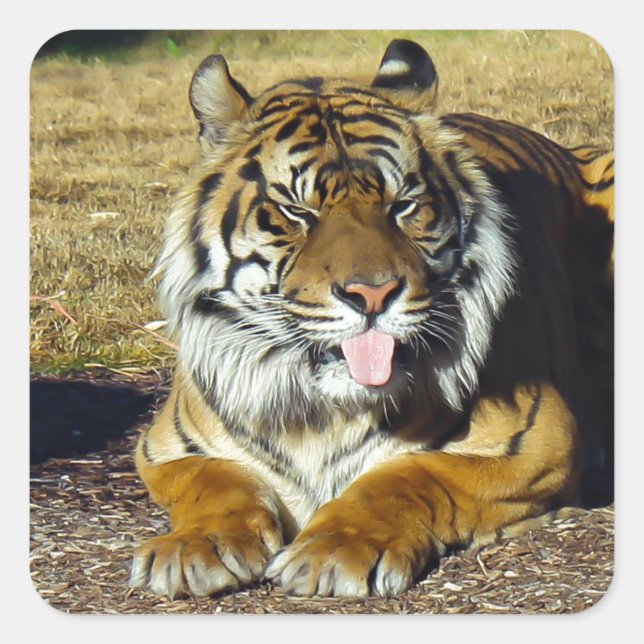 Pegatina Cuadrada Tigre con ‘multitud (Anverso)