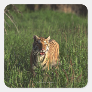 Pegatina Cuadrada Tigre de Bengala