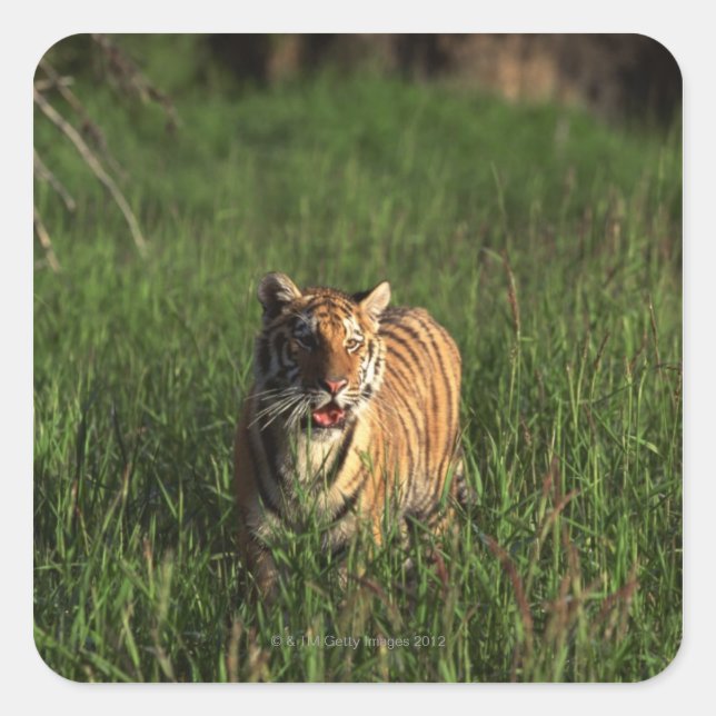Pegatina Cuadrada Tigre de Bengala (Anverso)