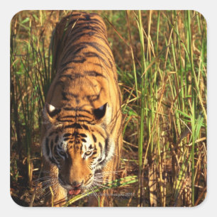 Pegatina Cuadrada Tigre de Bengala en humedales