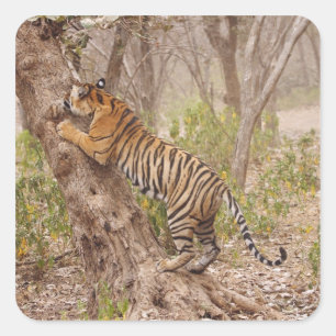 Pegatina Cuadrada Tigre de Bengala Real subiendo al árbol,