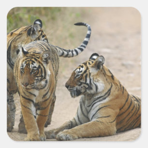 Pegatina Cuadrada Tigre de Bengala Real y crías, Ranthambhor