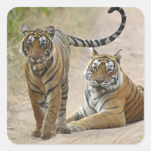 Pegatina Cuadrada Tigre de Bengala Real y joven, Ranthambhor