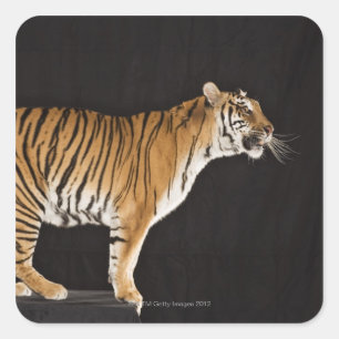 Pegatina Cuadrada Tigre de pie en el andén