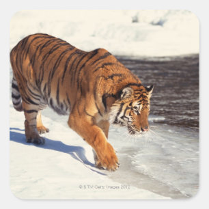 Pegatina Cuadrada Tigre de Siberia