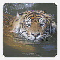 Tigre de Sumatra, Panthera tigris sumatrae