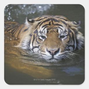 Pegatina Cuadrada Tigre de Sumatran, sumatrae del Tigris del