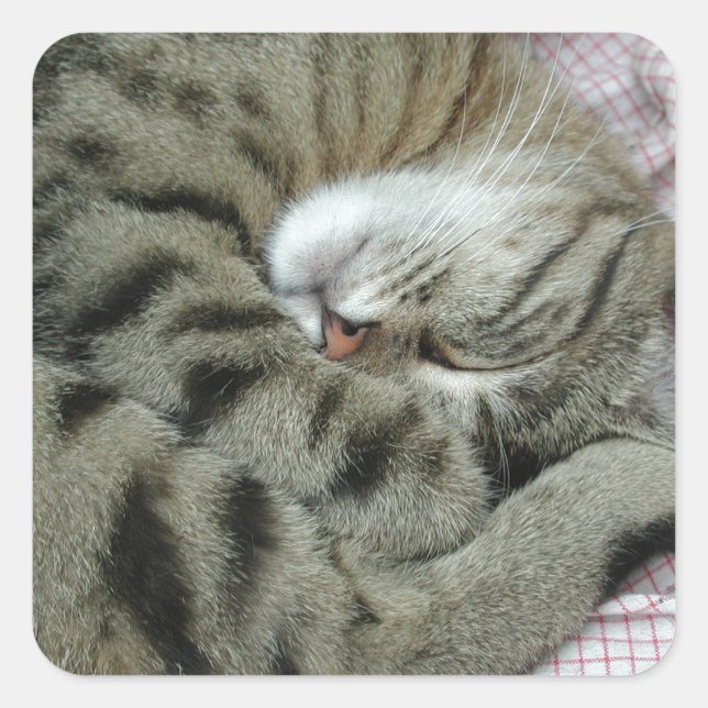 Pegatina Cuadrada Tigre durmiente (Anverso)